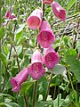 Digitalis purpurea