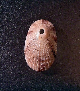 <i>Diodora crucifera</i> Species of gastropod