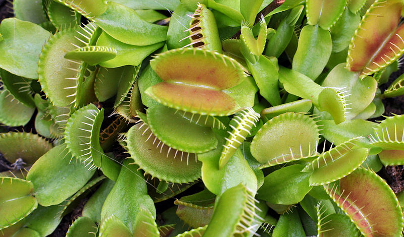 File:Dionaea muscipula Brest.jpg