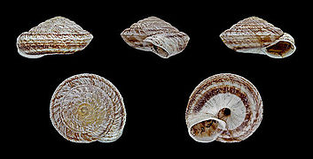 Discula polymorpha, Shell