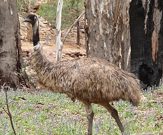 Emu (Dromaius novaehollandiae), Wilpena Pound, Flinders Ranges, South Australia, Australia