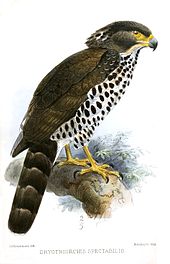 Adult of the nominate subspecies DryotriorchisSpectabilisKeulemans.jpg