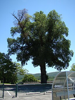 Dutch Elm Disease affecting a mature English Elm at Wst Point, NY June 2010