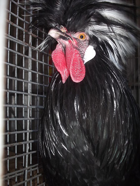 File:EXPOINTER 2013 Chickens 04.JPG