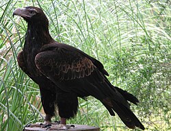 Pleištauodegis erelis (Aquila audax)