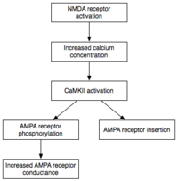 The early phase of LTP, one model of which is shown here, is independent of protein synthesis. Early LTP mechanism.png