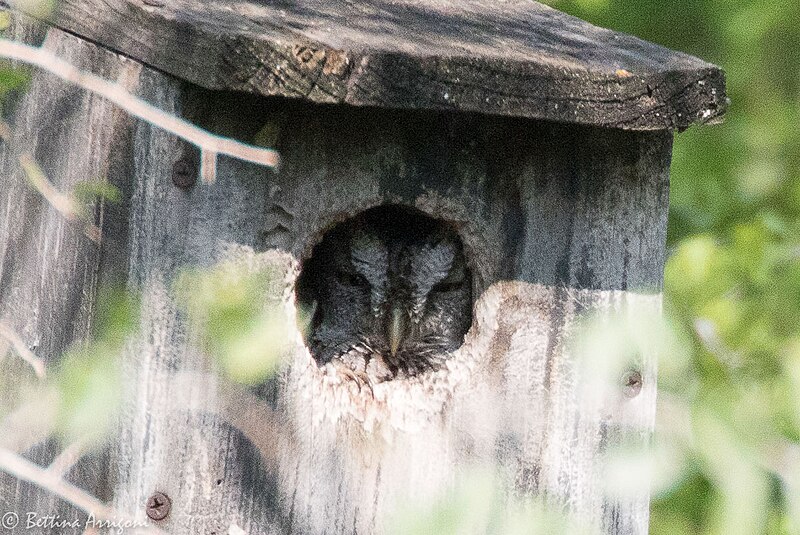 File:Eastern Screech-Owl Bentsen Rio-Grande SP Mission TX 2018-03-04 10-28-32 (40621312842).jpg