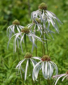 Echinacea pallida (8) .jpg