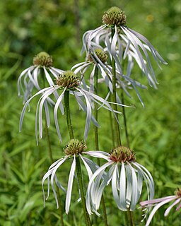 <i>Echinacea pallida</i> Species of flowering plant