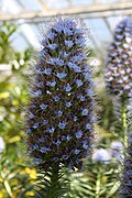 Echium callithyrsum.JPG