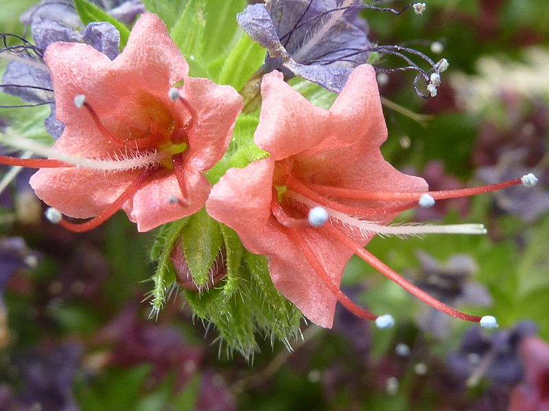 File:Echium wildpretii (Boraginaceae) red flowers.JPG