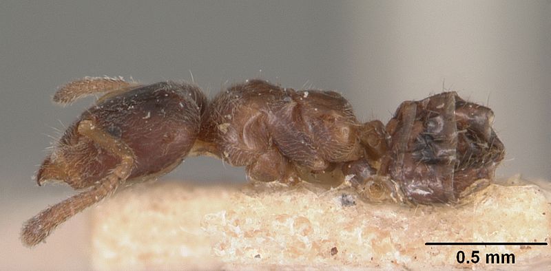 File:Ecphorella wellmani casent0102456 profile 1.jpg