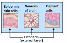 Ektoderm.png