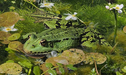 Edible frog (Pelophylax kl. esculentus) in a swamp