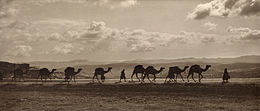 Egyptian_camel_transport3.jpg