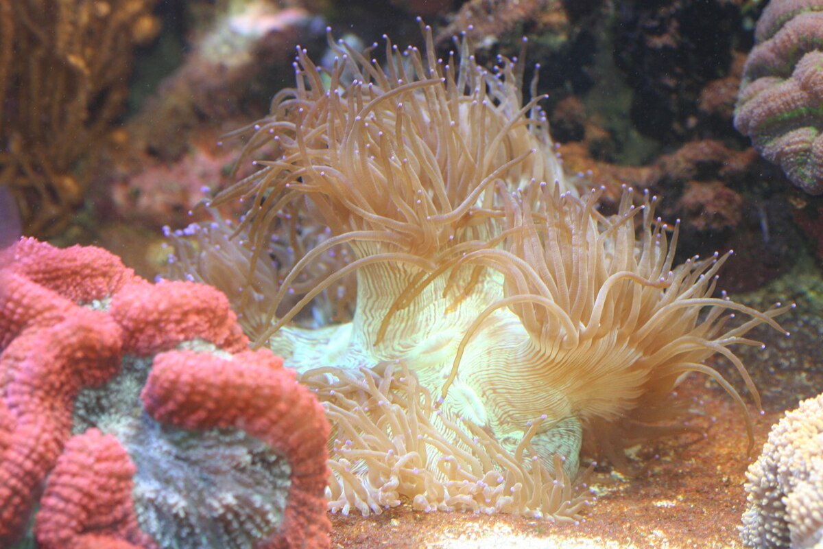 Каталафиллия коралл