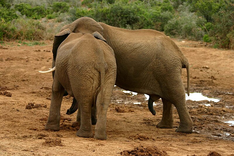 File:Elephant mating ritual 5.jpg