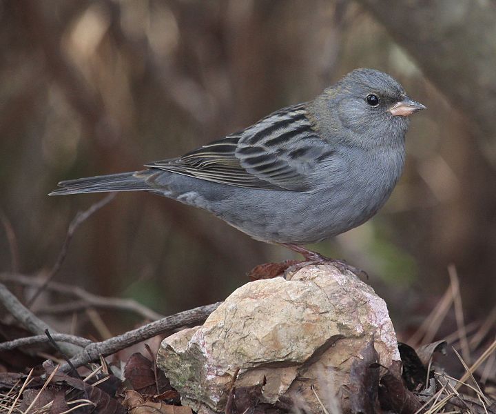 File:Emberiza variabilis (male s2).JPG