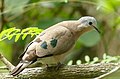 Emerald-spotted Wood Dove (Turtur chalcospilos) (45839103175).jpg