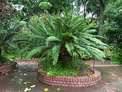 Encephalartos senticosus, Manie van der Schijff BT.jpg