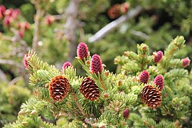 Purple immature cones and yellow mature cones from the previous year. No male pollen cones are visible; the brownish-golden branch tips are protective bud scales being shed from the spruce buds[7]
