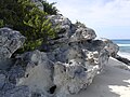 Holocene eolianite on Long Island, Bahamas.