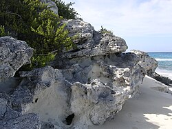 Holocene eolianite deposit on Long Island, The Bahamas. This unit is formed of wind-blown carbonate grains. (2007)