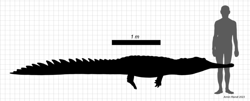 File:Eothoracosaurus size.png