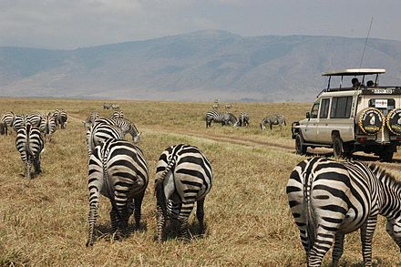 Viewing zebras in Ngorongoro Crater, Tanzania.