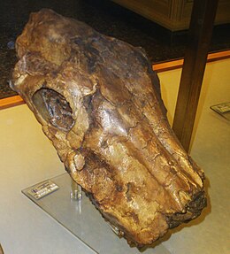 Fosszilis koponyarész