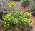 Red Rock Canyon, NV