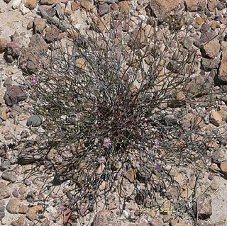 <i>Eriogonum apricum</i> Species of wild buckwheat