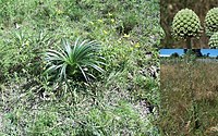 Eryngium horridum