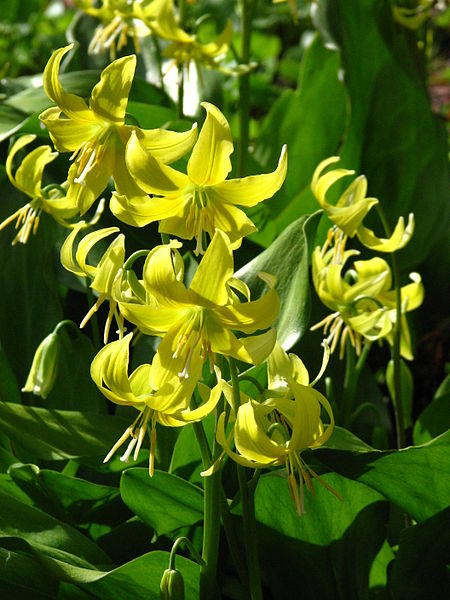 File:Erythronium 'Pagoda' 04.JPG