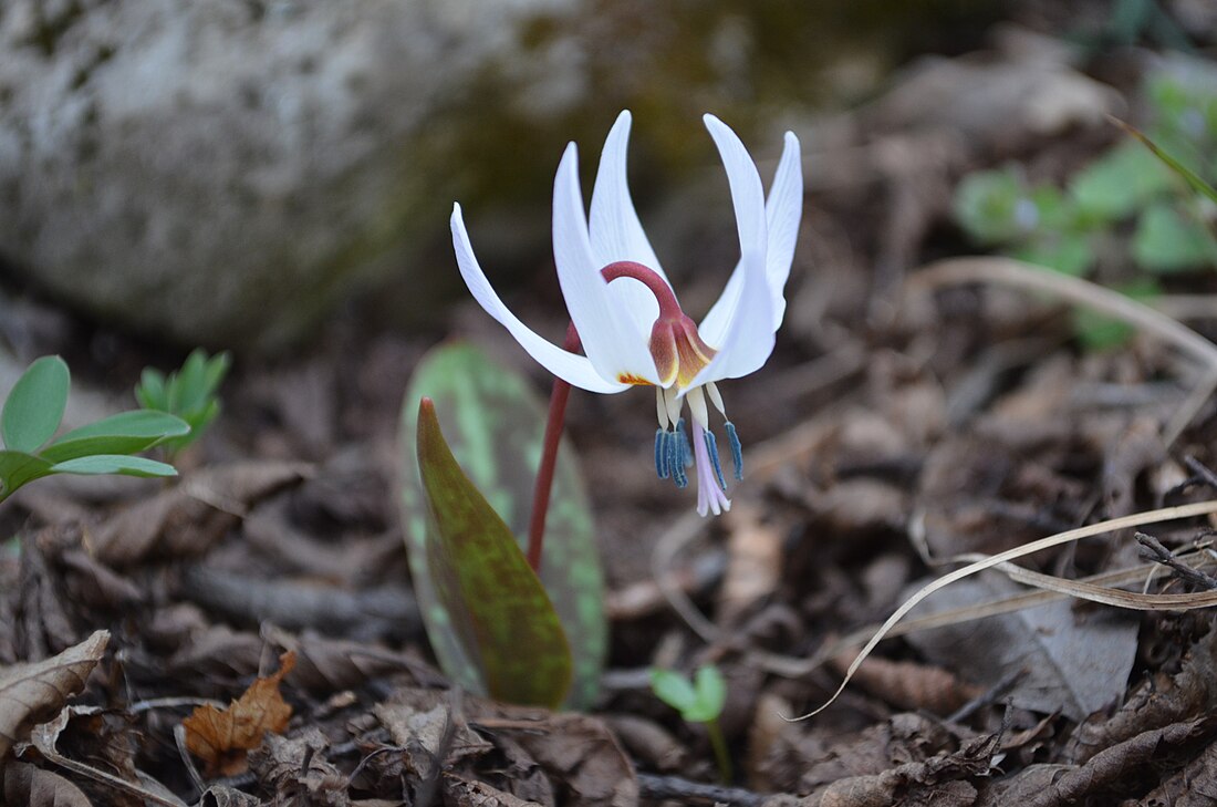 Erythronium dens-canis