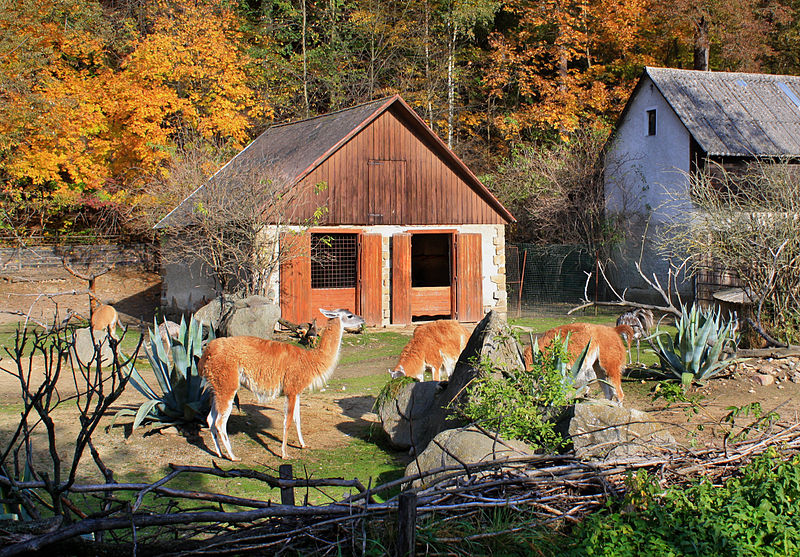 File:Escondido exposition, Zoo Jihlava, llamas 3.jpg