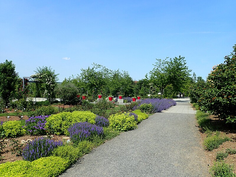 File:Europa-Rosarium Sangerhausen 2019-06-04 5514.jpg