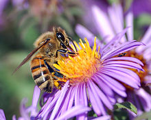 Because they help flowering plants to cross-pollinate, some insects are critical to agriculture. This European honey bee is gathering nectar while pollen collects on its body. European honey bee extracts nectar.jpg