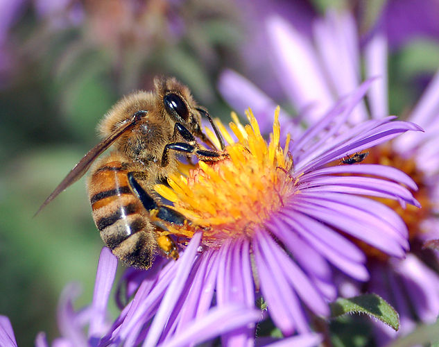 Европейская медоносная пчела (Apis mellifera), собирающая нектар с цветка Астры