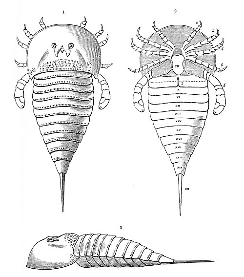 Outdated 1872 reconstruction by Henry Woodward of H. scouleri with a telson and appendages based on those of Eurypterus (with swimming paddles and uns