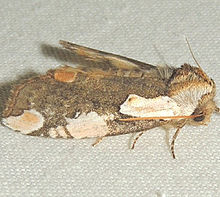 Euthyatira pudens - Dogwood Thyatirid Moth (15875335787) .jpg