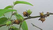 Evolvulus latifolius Ker Gawl. - Flickr - Alex Popovkin, Bahia, Brazil (1).jpg
