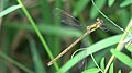 Libelle am Moorsee des FFH-Gebietes Idstedtweger Geestlandschaft