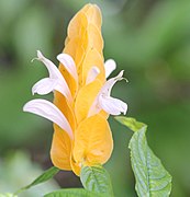 Pachystachys lutea