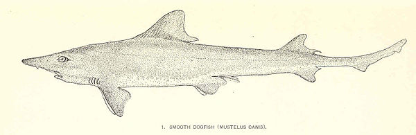 FMIB 37725 Smotth Dogfish (Mustelus canis)
