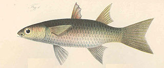 Largescaled mullet species of fish