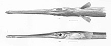 FMIB 50629 Образец типа Fistularia cornela Gilbert & Starks; Панама.jpeg