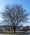 Fagus sylvatica, Kindergarten St. Maria.jpg