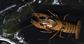 <i>Faxonius erichsonianus</i> Species of crayfish