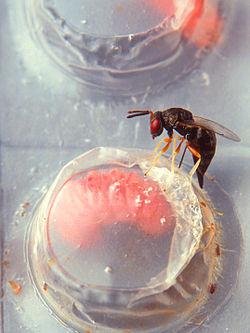 Female Catolaccus grandis wasp.jpg